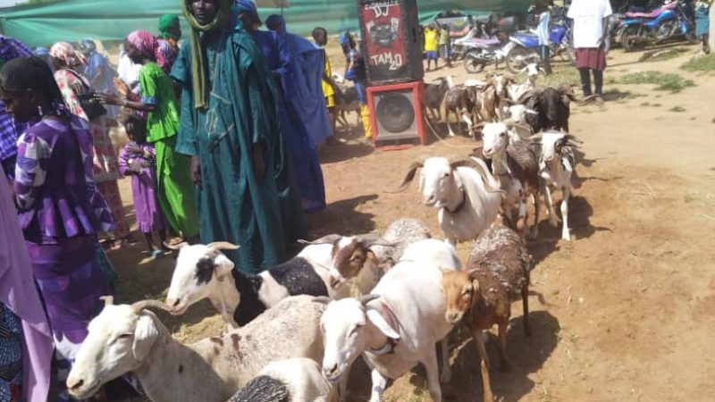Gabou/Ngalu Aynaabe : La fierté Peul célébrée à Gabou lors du Jaaro traditionnel