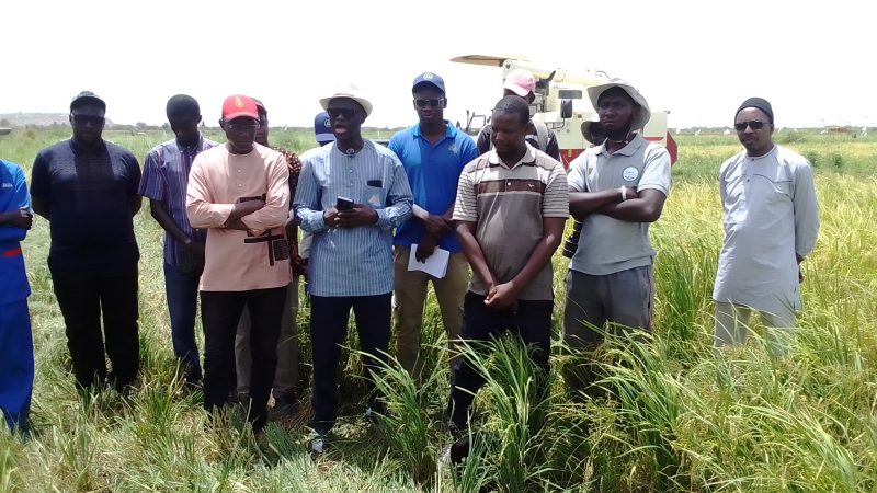 BAKEL/Le DG de la SAED est allé à la rencontre des producteurs de riz de Yaféra et du Collangal
