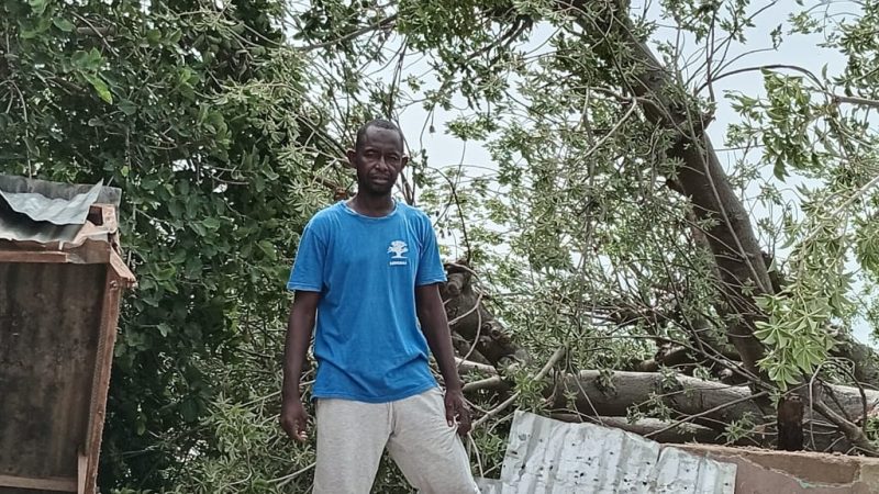 UN BAOBAB GEANT CENTENAIRE EST TOMBE A BAKEL