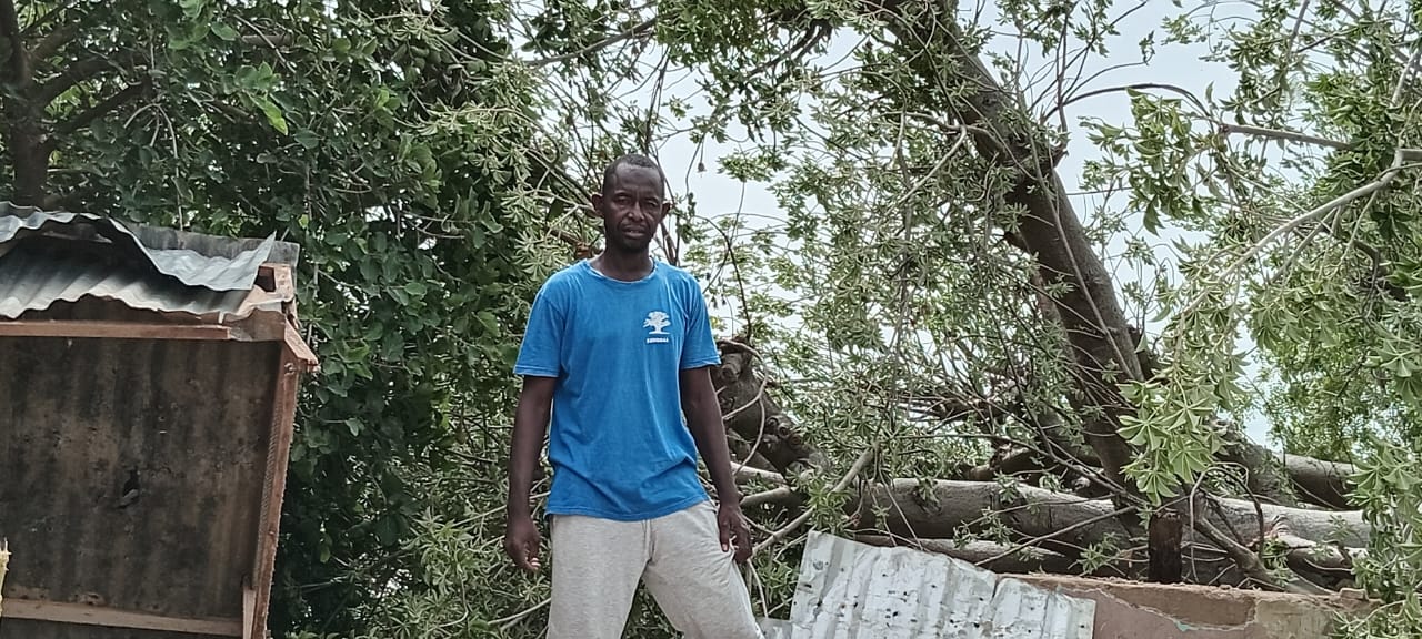 UN BAOBAB GEANT CENTENAIRE EST TOMBE A BAKEL